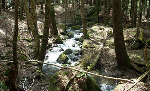 Trout Brook at Mink Brook Nature Preserve
