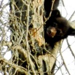 One of a set of bear cub triplets at Mink Brook