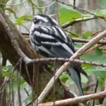 Black-and-white Warbler Black-and-white Warbler
