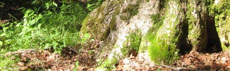 Balch Hill