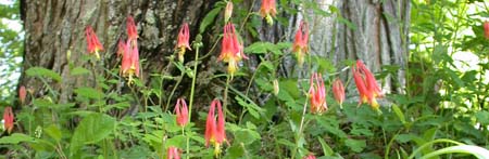 columbine