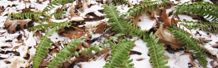 Christmas fern at Greensboro Ridge