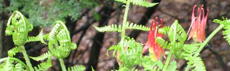 Columbine