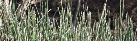 horsetail