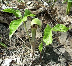 Jack in the pulpit