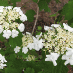 close-up of cranberry bush flowers