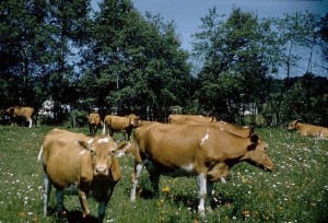 Grazing near Mink Brook