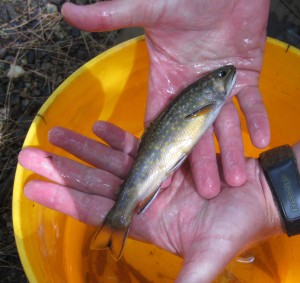 Wild Brook Trout from Trout Brook