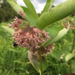 Bumblebee on milkweed