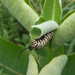 Monarch larvae 2