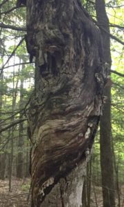 "face" in old tree