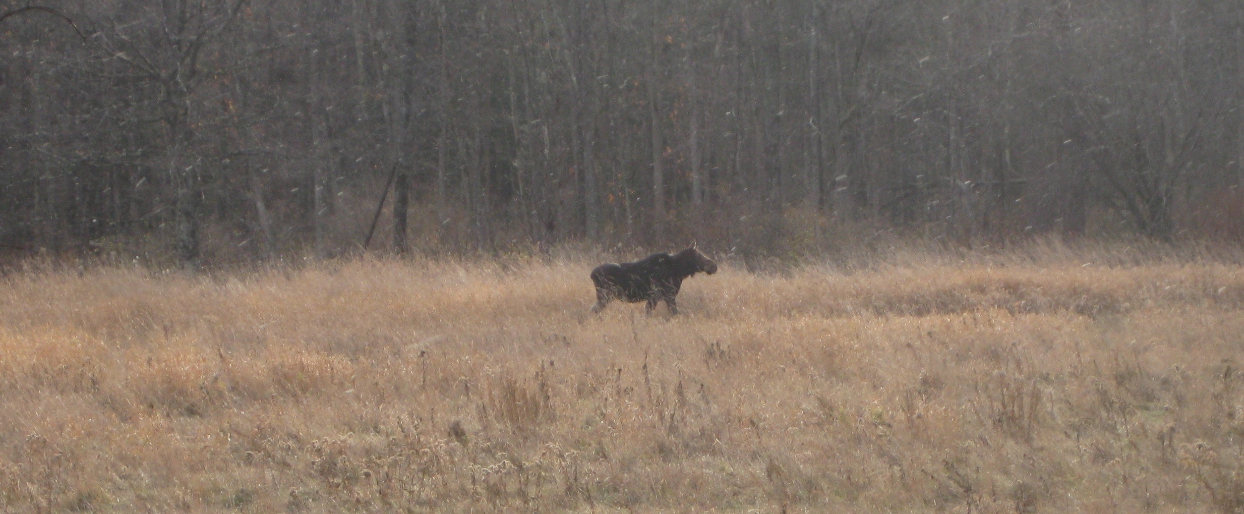 Moose standing in the field at Mink Brook Community Forest
