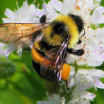 rusty-patched-bumblebee