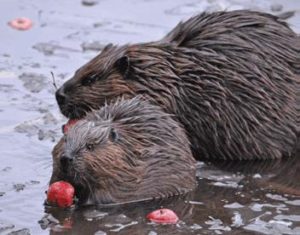 beavers in pond