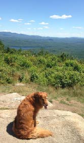 dog at Moose Mountain view