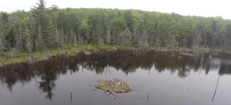 Mill Pond with beaver lodge