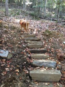 dog on stone steps