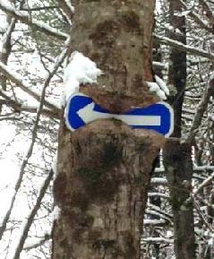 blue arrow sign in a tree