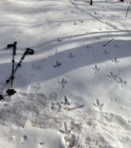 turkey prints on the snow