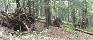 5 downed trees