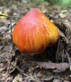 colored mushroom