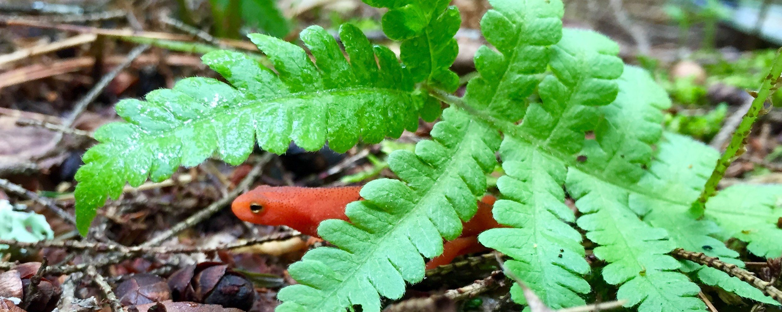 A vibrant red eft peeks his head out from behind a fern