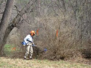 Worker clearing invasive plants