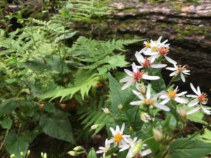 Flowers and ferns at Slade Brook