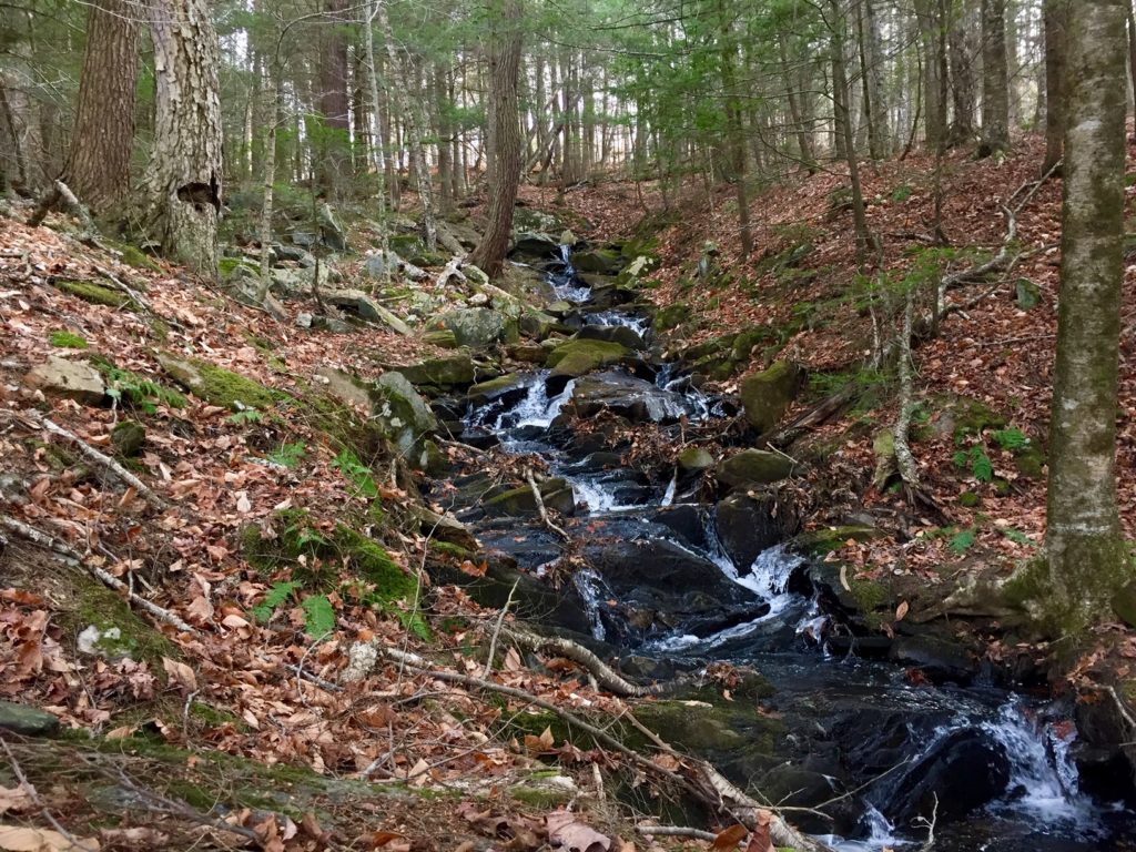 Cascading stream at Shumway Forest