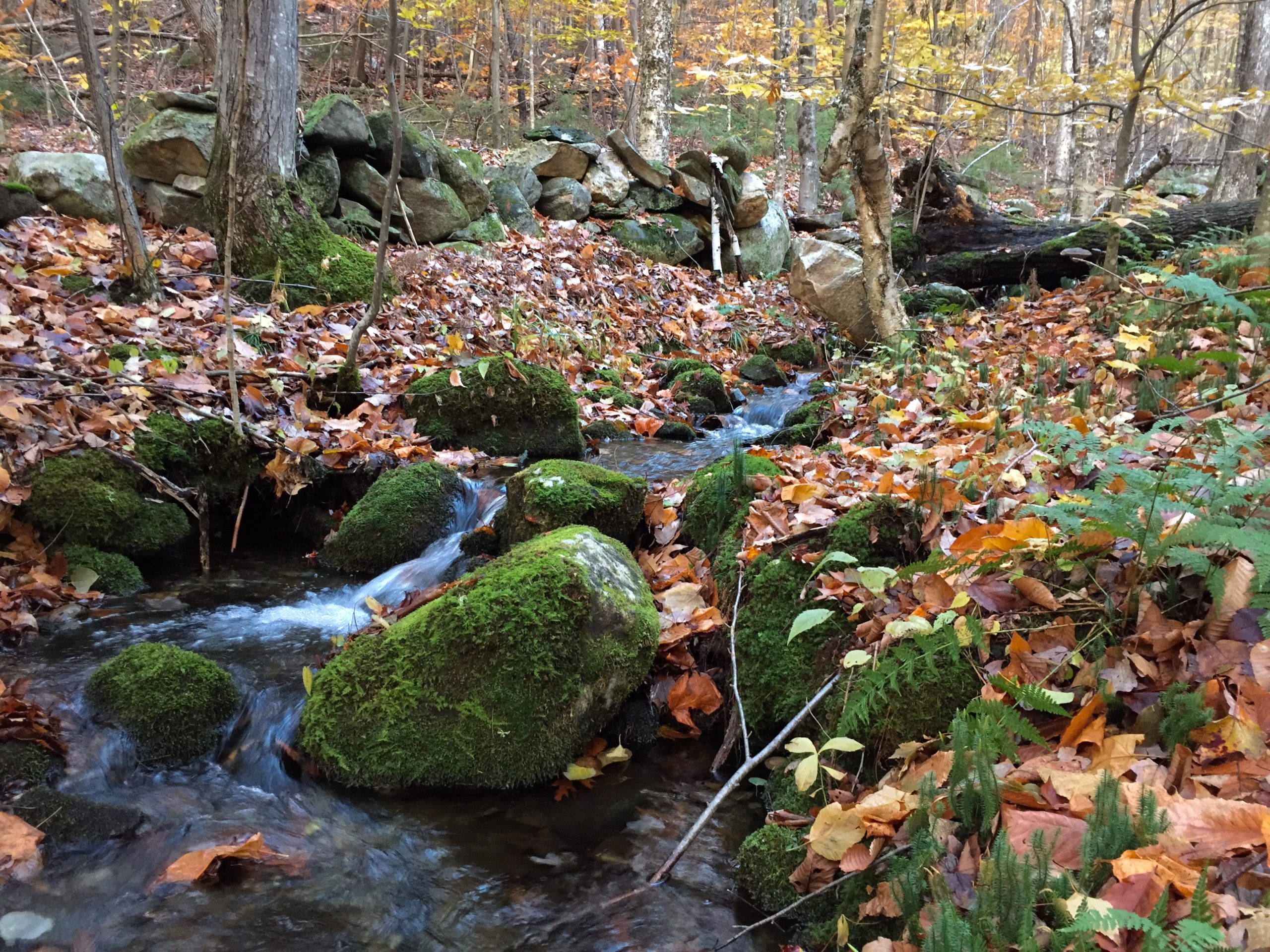A small stream flows past historic stone walls at the Britton Forest.