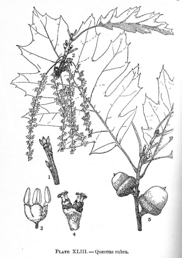 Red Oak identification image