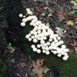 white fungi on log