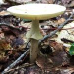 white mushroom