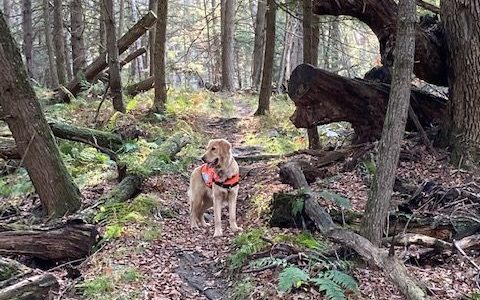 Dog in trail