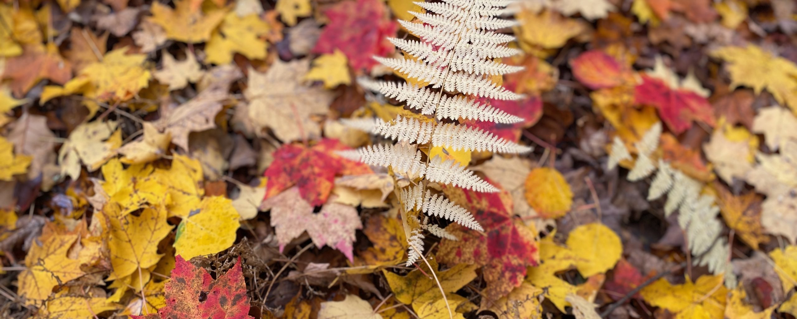 Fall leaves and a white fern